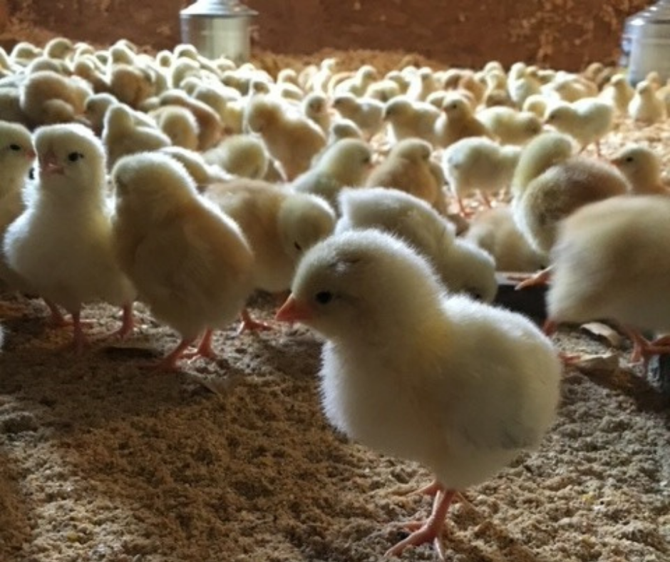 Salt Fork Farms chicks