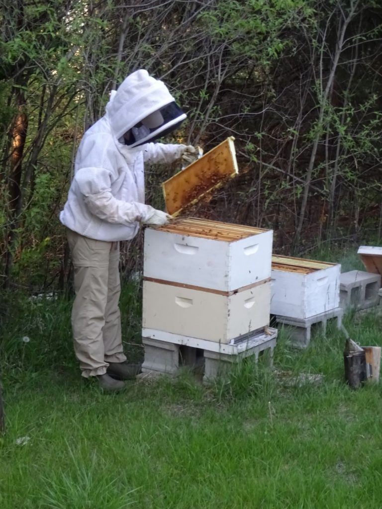 Beekeeping and the Seasons